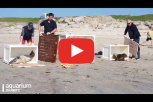 play-video-centre-soins-phoques