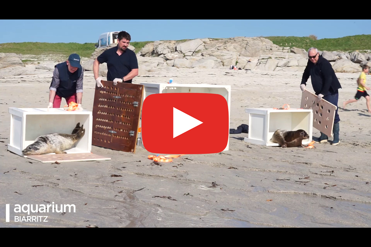 You are currently viewing Reportage : Centre de soins des phoques