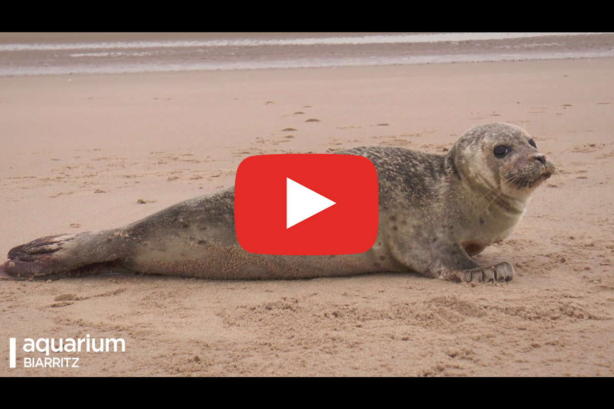 You are currently viewing Interview : Que faire si vous croisez un phoque ?