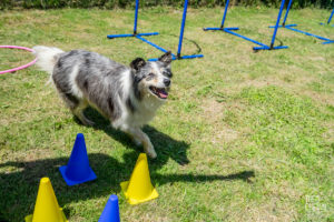 theo cheval 2019 – dolce canine bidart – 100