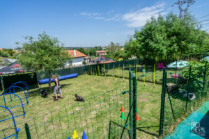 theo cheval 2019 – dolce canine bidart – 107