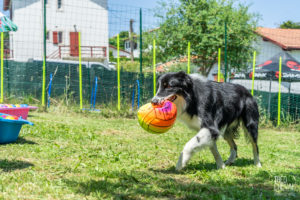 theo cheval 2019 – dolce canine bidart – 11
