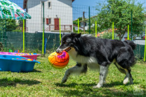 theo cheval 2019 – dolce canine bidart – 12