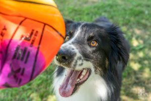 theo cheval 2019 – dolce canine bidart – 13