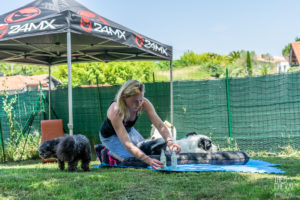 theo cheval 2019 – dolce canine bidart – 14