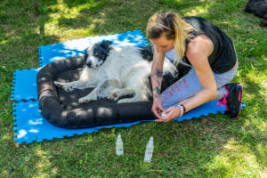 theo cheval 2019 – dolce canine bidart – 15