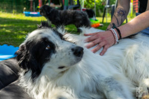 theo cheval 2019 – dolce canine bidart – 17