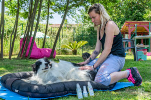 theo cheval 2019 – dolce canine bidart – 18