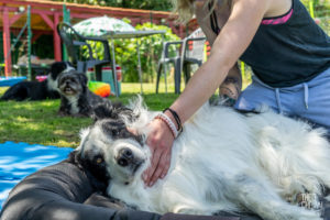 theo cheval 2019 – dolce canine bidart – 19