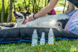 theo cheval 2019 – dolce canine bidart – 22