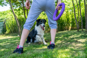 theo cheval 2019 – dolce canine bidart – 25