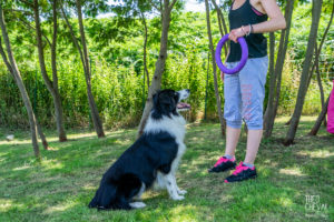 theo cheval 2019 – dolce canine bidart – 26