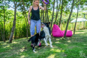 theo cheval 2019 – dolce canine bidart – 27