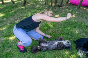 theo cheval 2019 – dolce canine bidart – 31