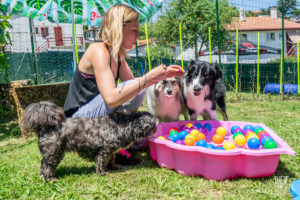 theo cheval 2019 – dolce canine bidart – 40