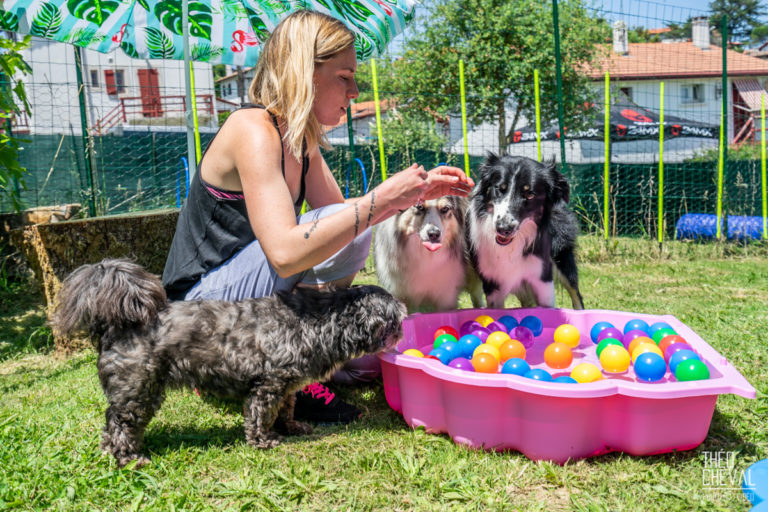 Lire la suite à propos de l’article Dressage : Dolce Canine à Bidart
