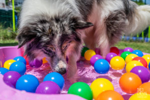 theo cheval 2019 – dolce canine bidart – 43