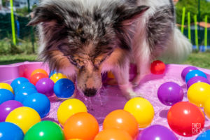 theo cheval 2019 – dolce canine bidart – 44