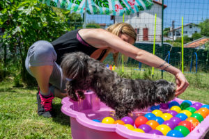 theo cheval 2019 – dolce canine bidart – 46