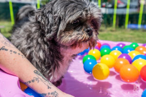 theo cheval 2019 – dolce canine bidart – 48