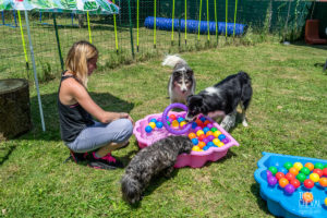 theo cheval 2019 – dolce canine bidart – 49