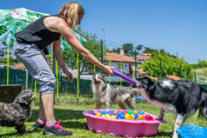 theo cheval 2019 – dolce canine bidart – 51