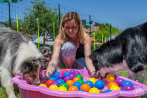 theo cheval 2019 – dolce canine bidart – 53