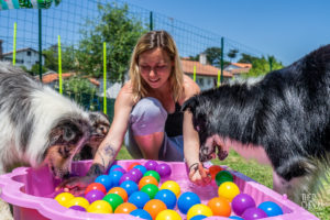 theo cheval 2019 – dolce canine bidart – 54