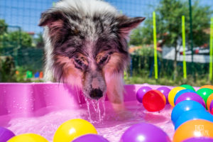 theo cheval 2019 – dolce canine bidart – 58