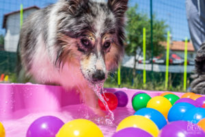 theo cheval 2019 – dolce canine bidart – 61