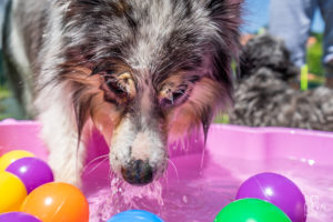 theo cheval 2019 – dolce canine bidart – 62