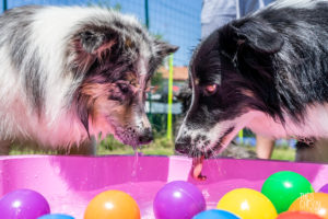 theo cheval 2019 – dolce canine bidart – 63