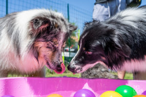 theo cheval 2019 – dolce canine bidart – 64