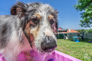 theo cheval 2019 – dolce canine bidart – 65