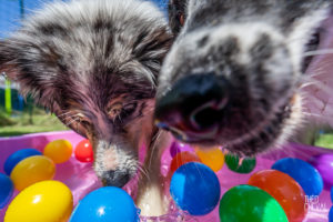 theo cheval 2019 – dolce canine bidart – 66