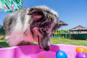 theo cheval 2019 – dolce canine bidart – 67