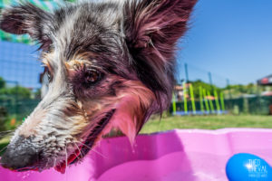 theo cheval 2019 – dolce canine bidart – 68