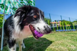 theo cheval 2019 – dolce canine bidart – 69