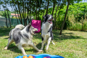 theo cheval 2019 – dolce canine bidart – 70