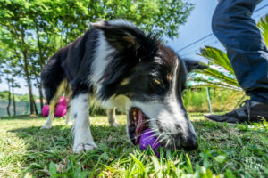 theo cheval 2019 – dolce canine bidart – 71