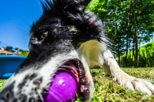 theo cheval 2019 – dolce canine bidart – 72