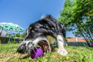 theo cheval 2019 – dolce canine bidart – 73