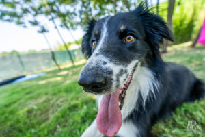 theo cheval 2019 – dolce canine bidart – 74