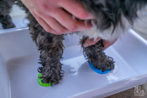 theo cheval 2019 – dolce canine bidart – 75