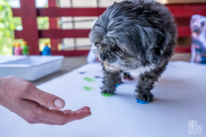 theo cheval 2019 – dolce canine bidart – 76