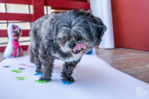 theo cheval 2019 – dolce canine bidart – 77