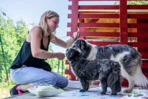 theo cheval 2019 – dolce canine bidart – 79