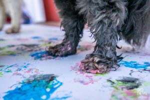 theo cheval 2019 – dolce canine bidart – 82