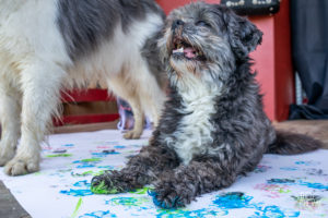 theo cheval 2019 – dolce canine bidart – 83