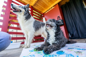 theo cheval 2019 – dolce canine bidart – 84